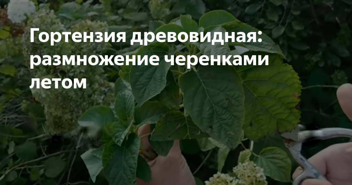 Советы и рекомендации для успешного размножения гортензии