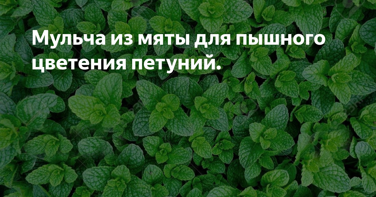 Использование&nbsp;мульчи из мяты для обеспечения пышного цветения петуний