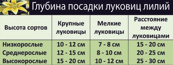 Технологии посадки лилий осенью в открытый грунт&nbsp;