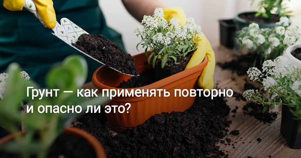 Как использовать старую почву в горшках