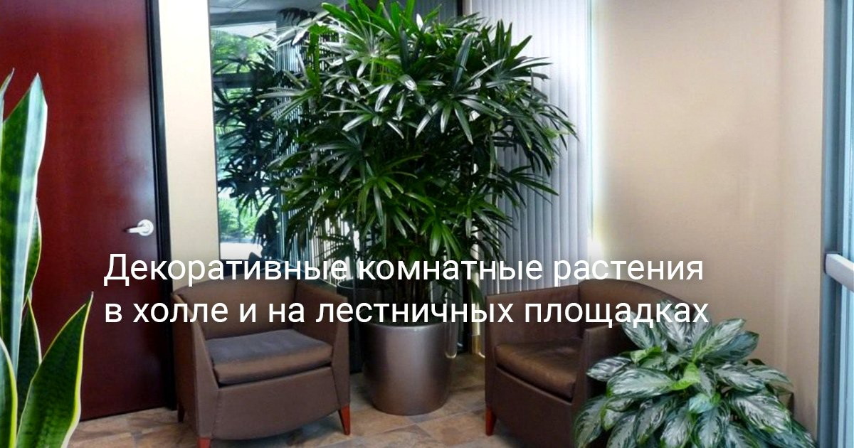 Растения на лестничной площадке &mdash; ключ к счастью и долголетию