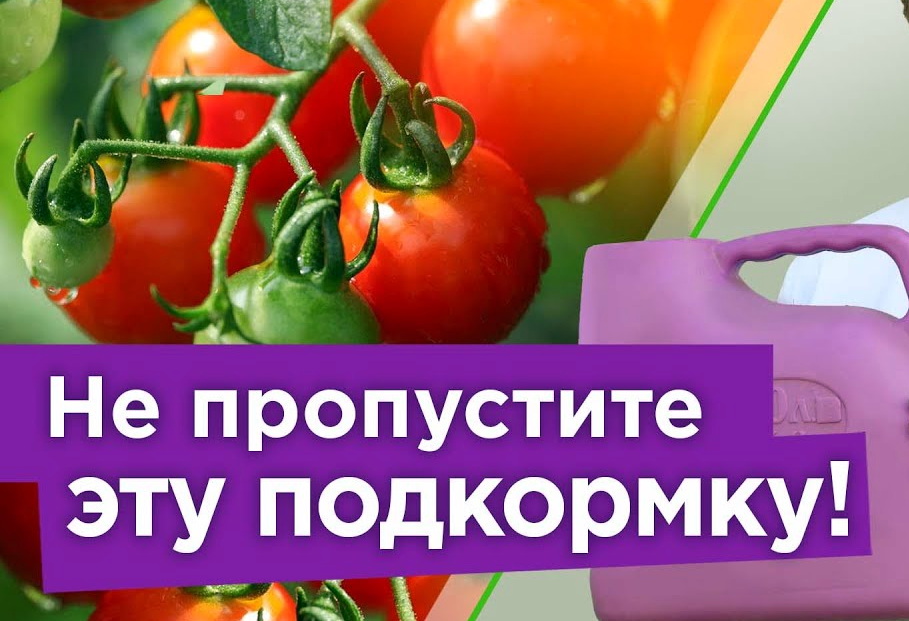 Подкормка овощей в августе