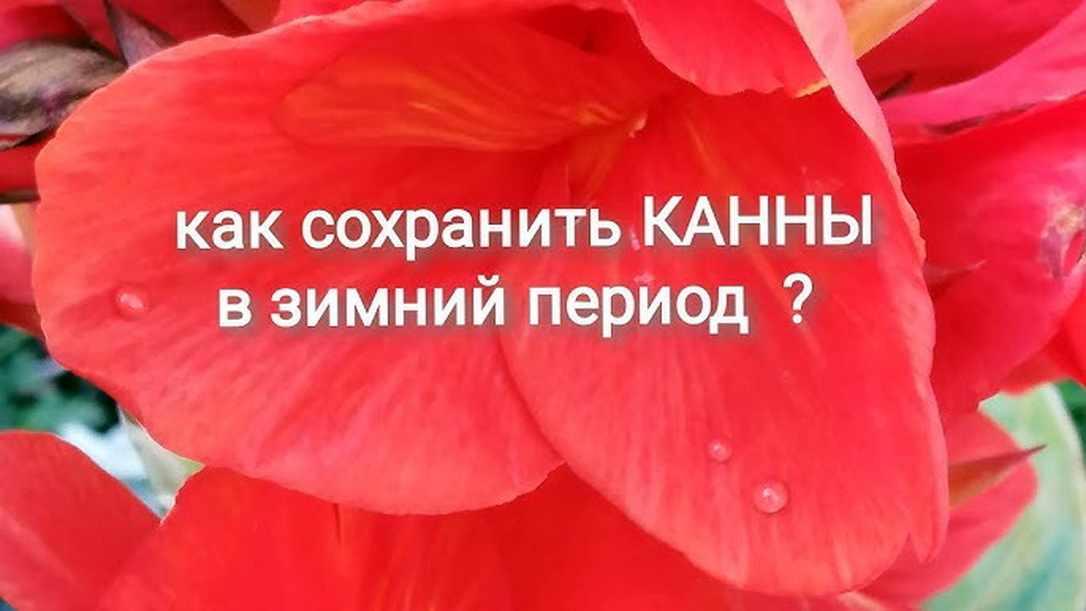 Зимовка канны &ndash; два способа