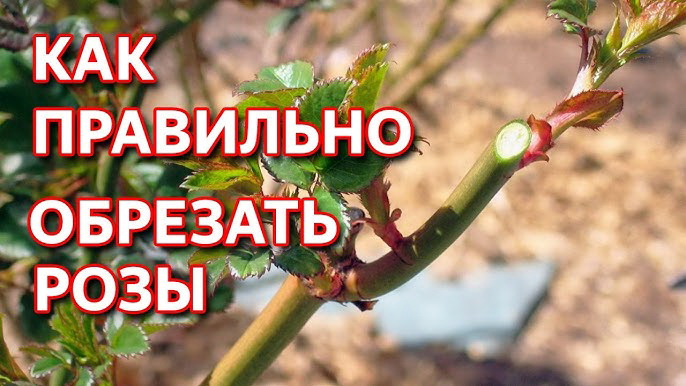 Как обрезать розы?