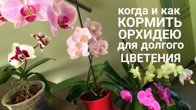 Уход за орхидеей после цветения