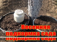 Весенняя подкормка плодовых деревьев