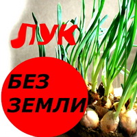 Лук на подоконнике без земли