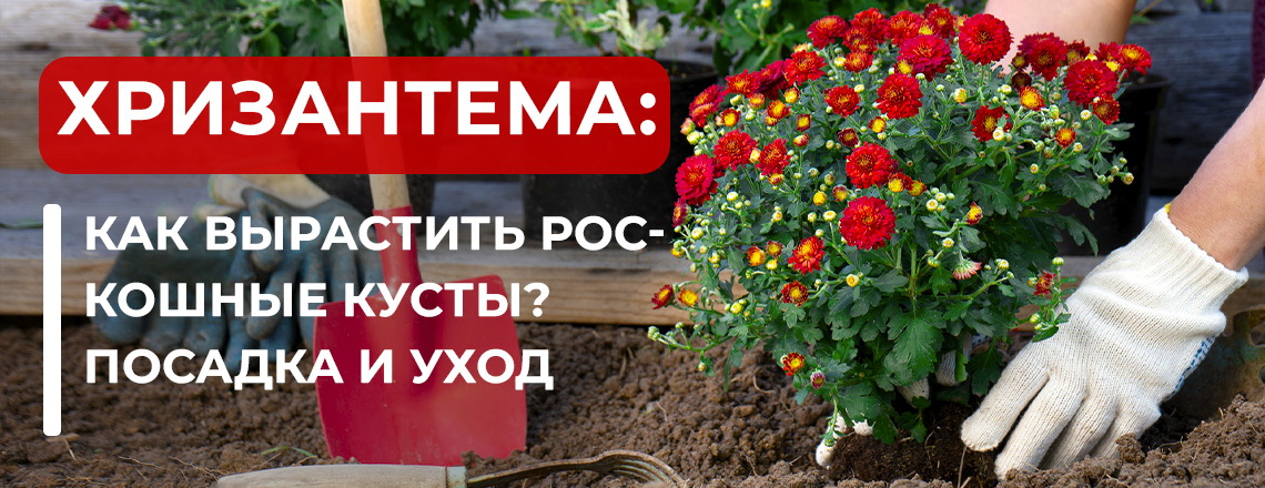 Формирование штамбовой хризантемы