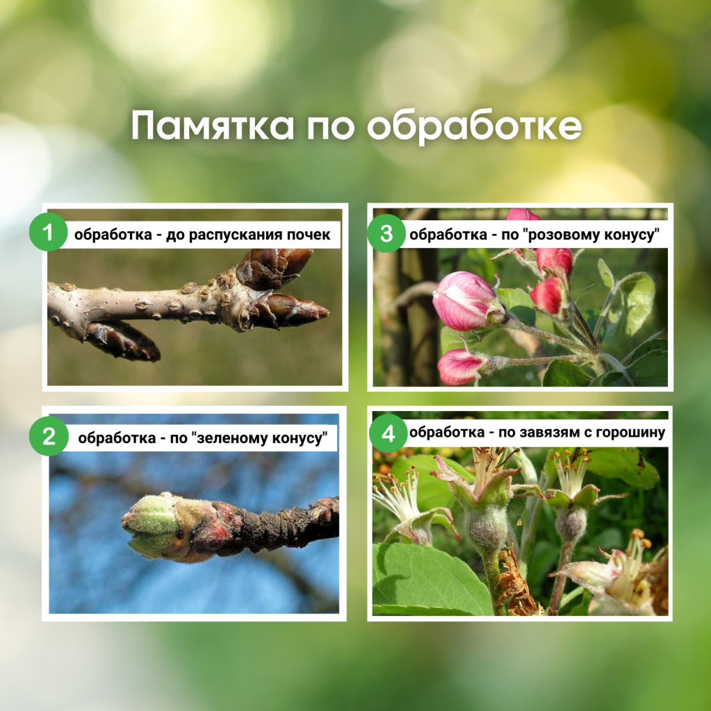 Этапы обработки сада от болезней и вредителей