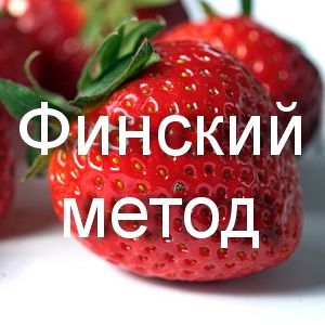 Пошаговое руководство по финскому методу посадки клубники