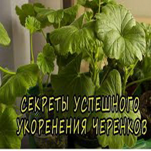 Почему черенки лучше укореняются в мутной воде