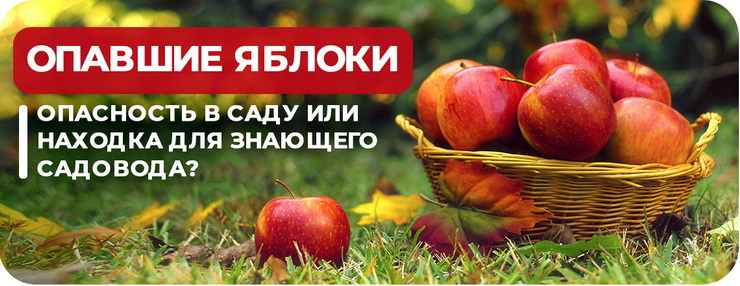 Нужно ли убирать опавшие яблоки