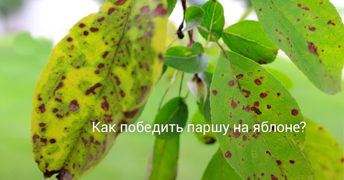 Парша яблони в опавших листьях