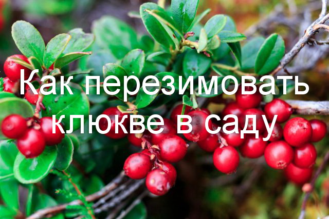 Как ухаживать за клюквой?