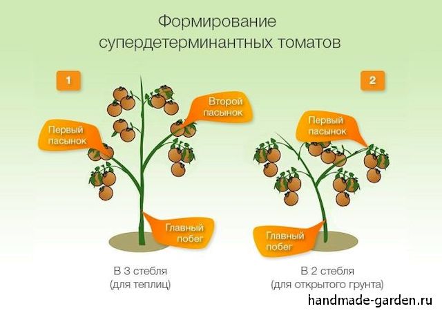 Как повысить урожай томатов путем регулирования развития
