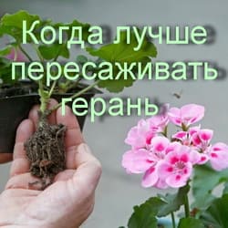 Когда лучше пересаживать герань 