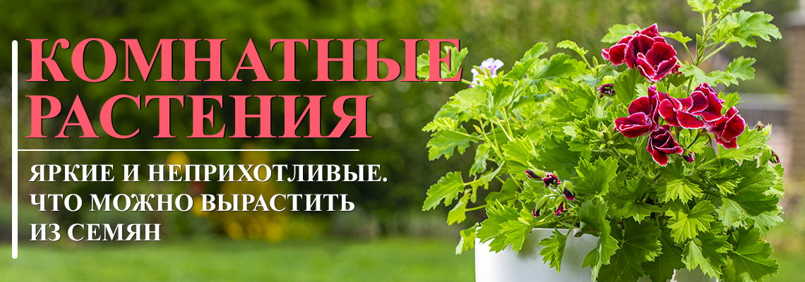 Выращивание цветов из семян Выращивание цветов из семян