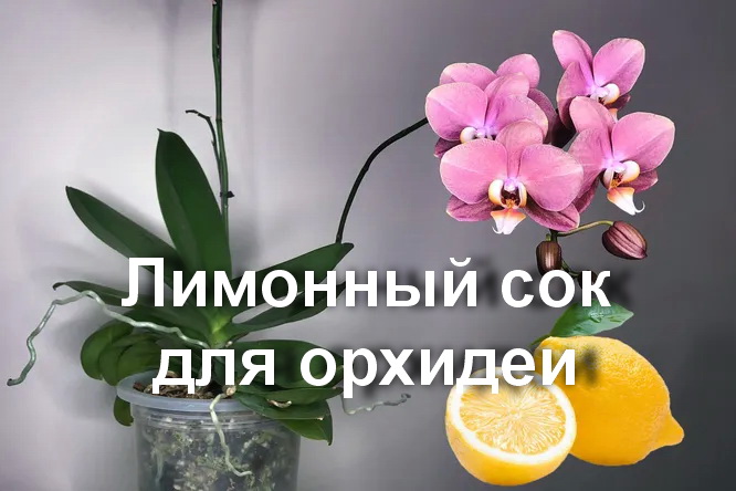 Как обрабатывать орхидеи лимонным раствором