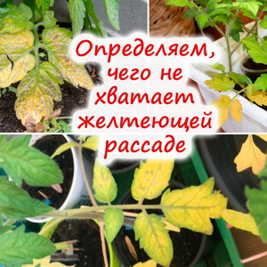 Желтые листья у рассады &ndash; почему моя рассада желтеет