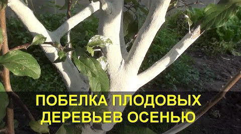 Плюсы и минусы осенней побелки