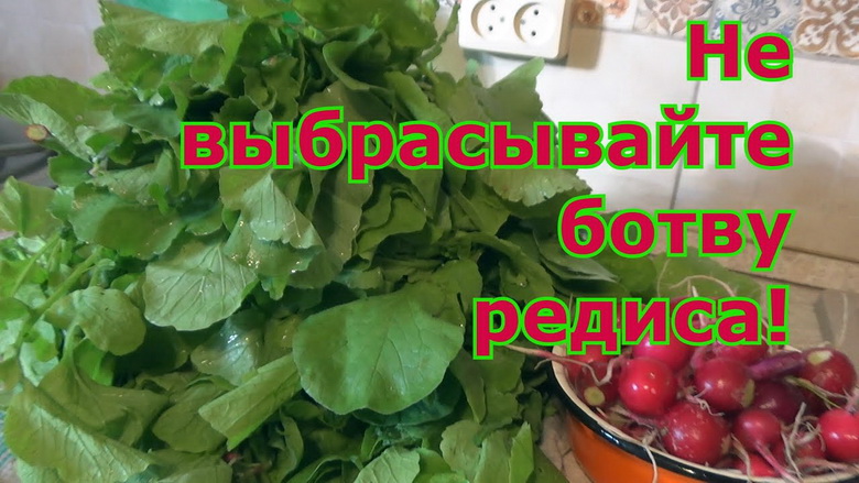 Начинайте собирать листья редиса, когда они молодые и нежные, а корни только формируются.&nbsp;
