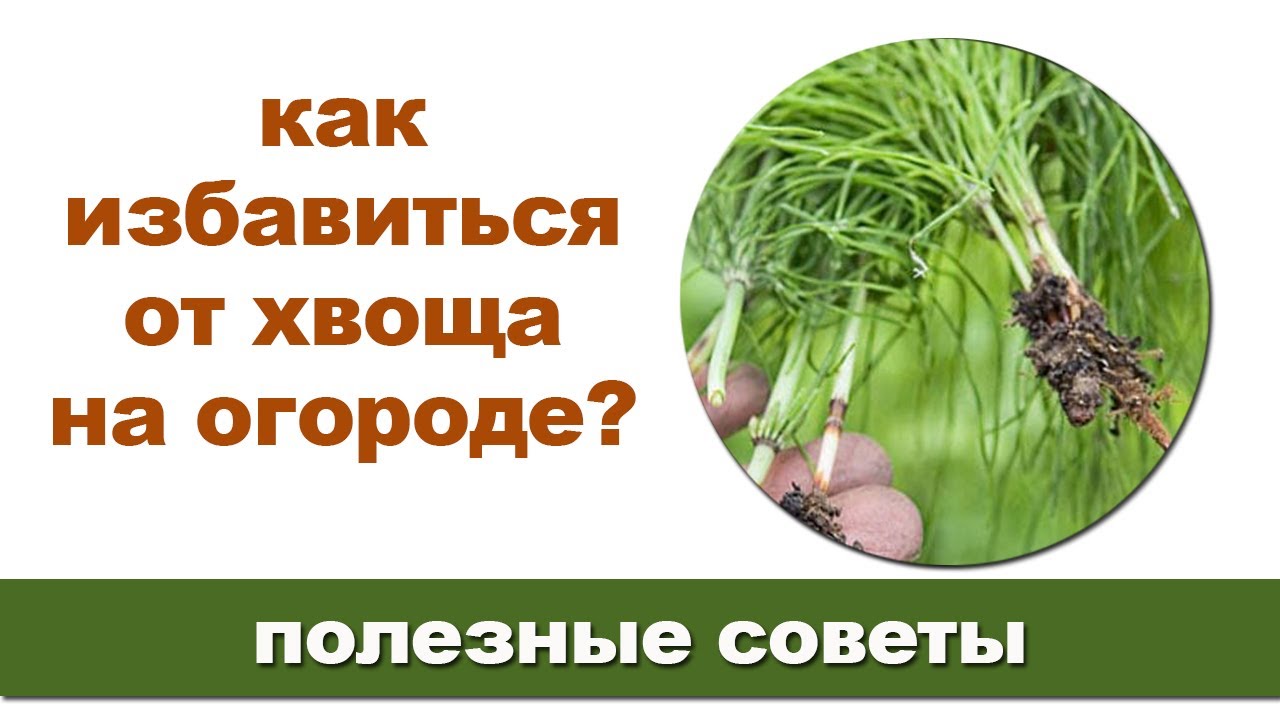Хвощ и черника &mdash; соседи по несчастью