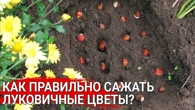 Посадка луковичных осенью