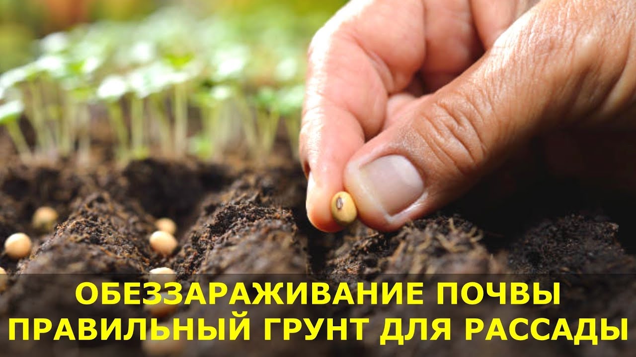 Как обеззаразить почву для рассады? Как обеззаразить почву для рассады?