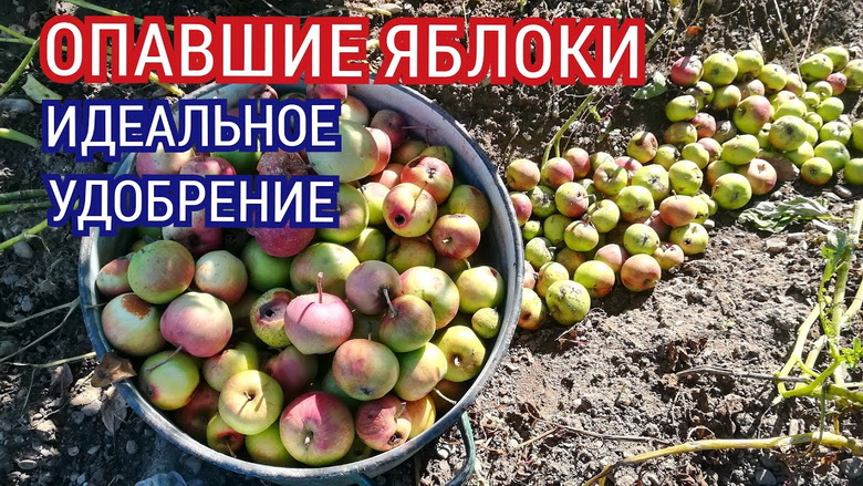 Можно ли оставлять опавшие яблоки под яблоней