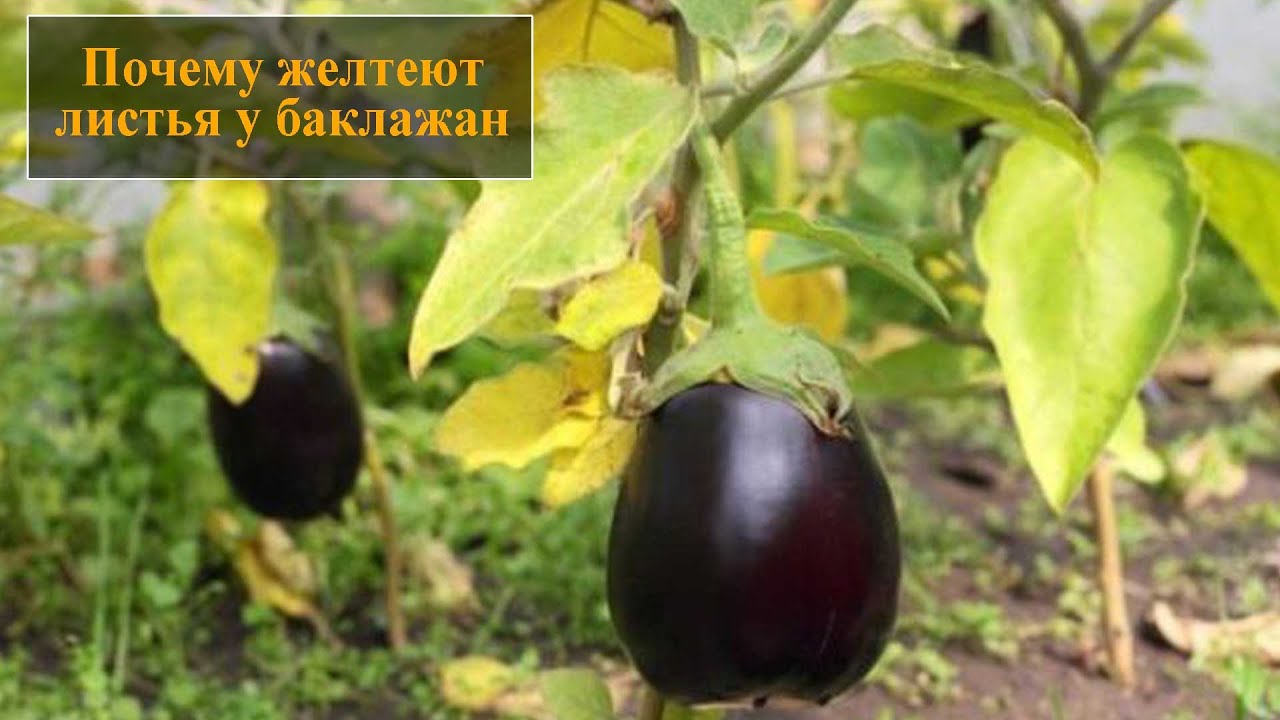 Пожелтение и увядание нижних листьев у баклажанов Пожелтение и увядание нижних листьев у баклажанов
