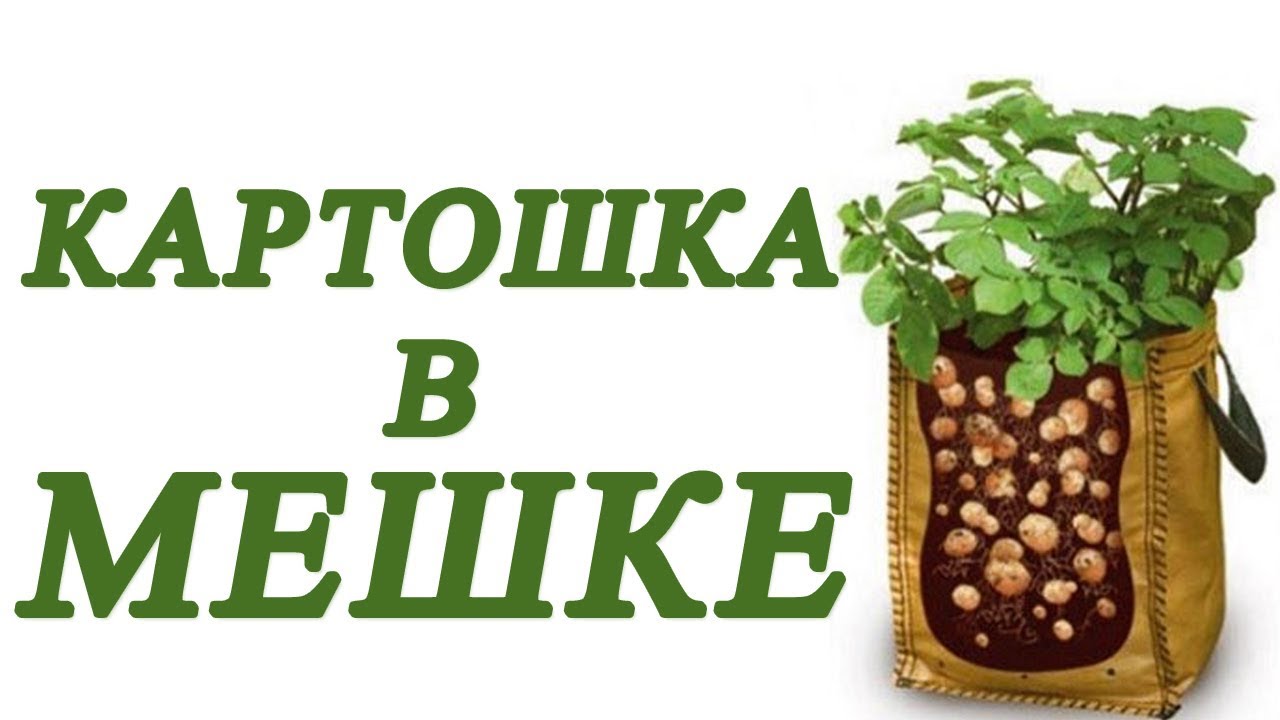 Посадка картофеля в мешках для выращивания