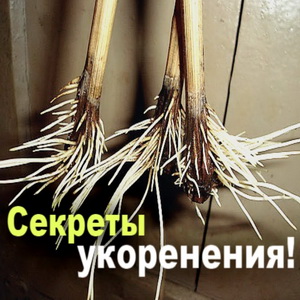 Секреты успешного укоренения черенков