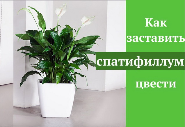 Как заставить спатифиллум обильно и пышно цвести