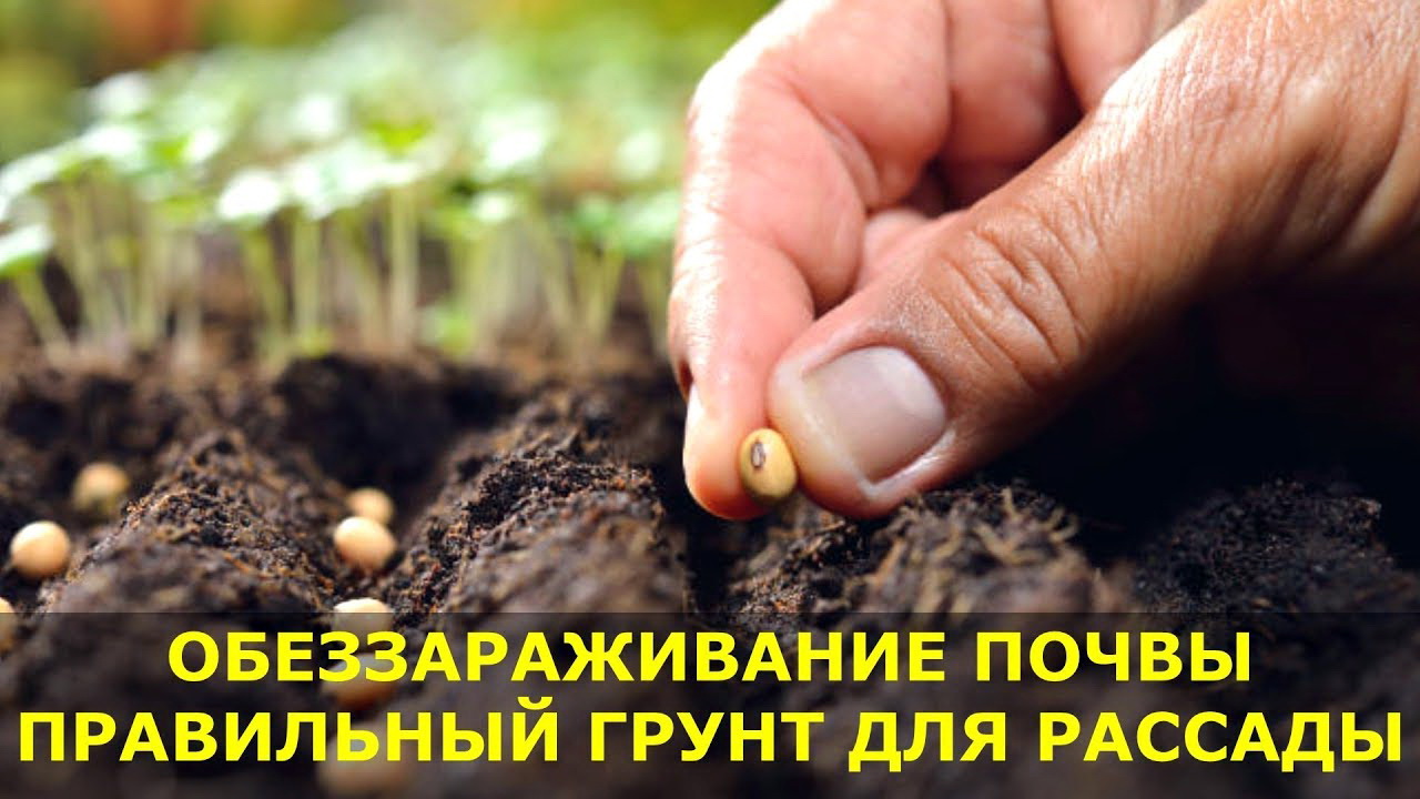 Советы по стерилизации горшечной почвы, садовой почвы и почвы для семян