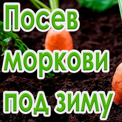 Посадка моркови под зиму