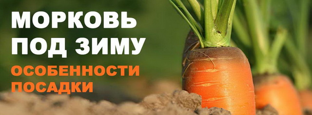 Посадка моркови под зиму