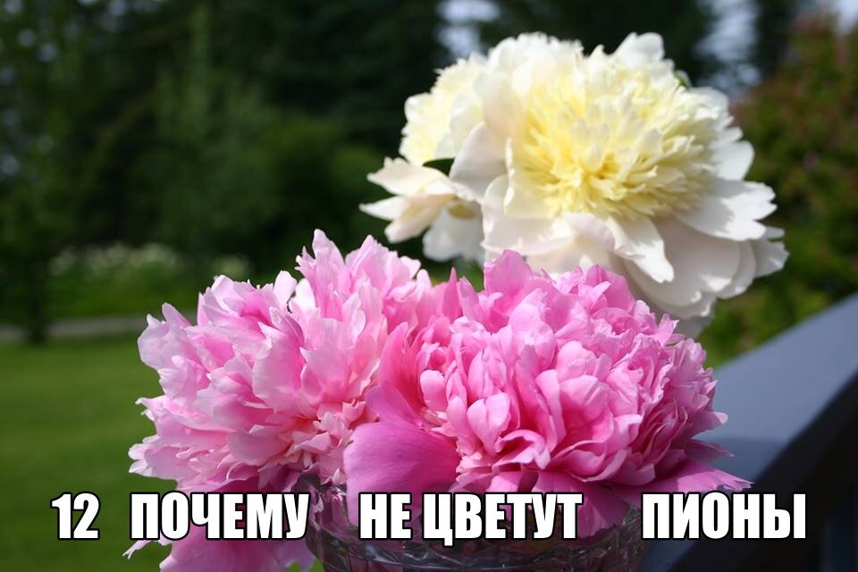 Почему пионы не цветут