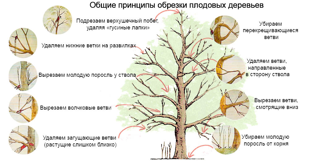 Омолаживающая обрезка: Искусство придания новой жизни вашей яблоне