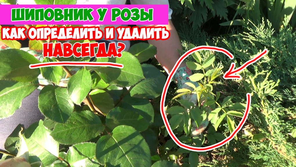 Роза перерождается в шиповник: почему так происходит?