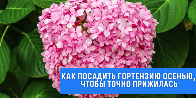 Правила посадки гортензии осенью