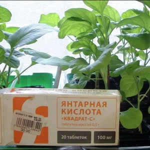 Янтарная кислота для овощей: как повысить урожай помидоров, огурцов и перцев