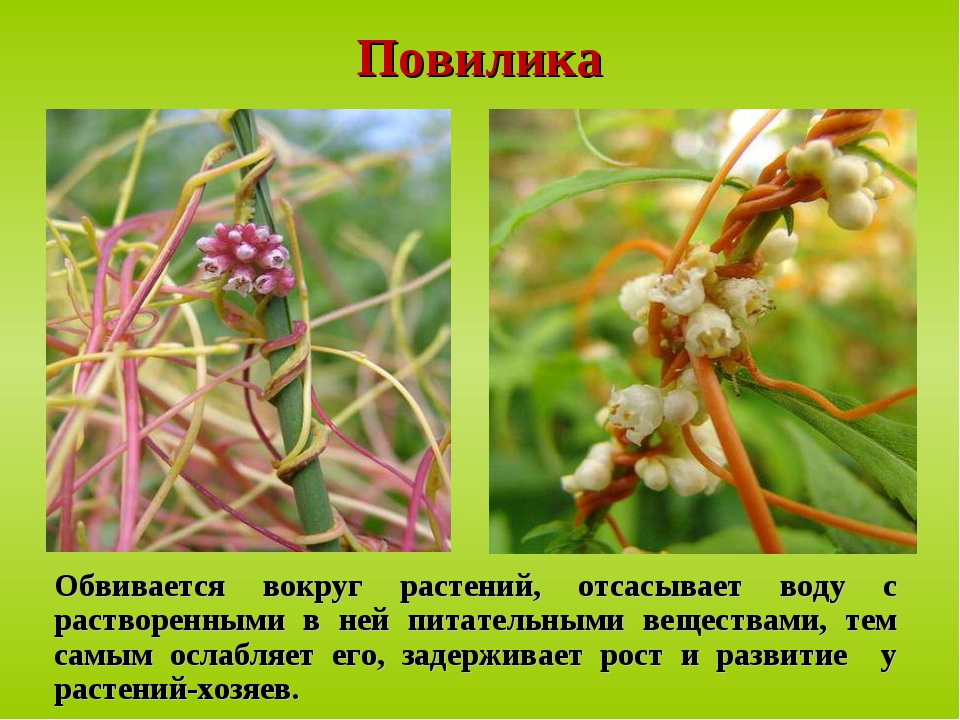 Как бороться с повиликой?