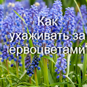 Как ухаживать за первоцветами?