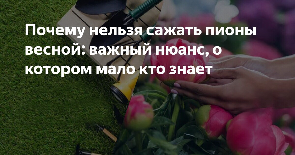 Когда лучше сажать пионы - осенью или весной