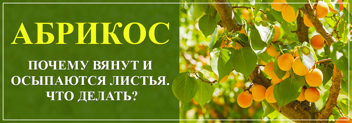 Почему абрикос сбрасывает листья и плоды Почему абрикос сбрасывает листья и плоды