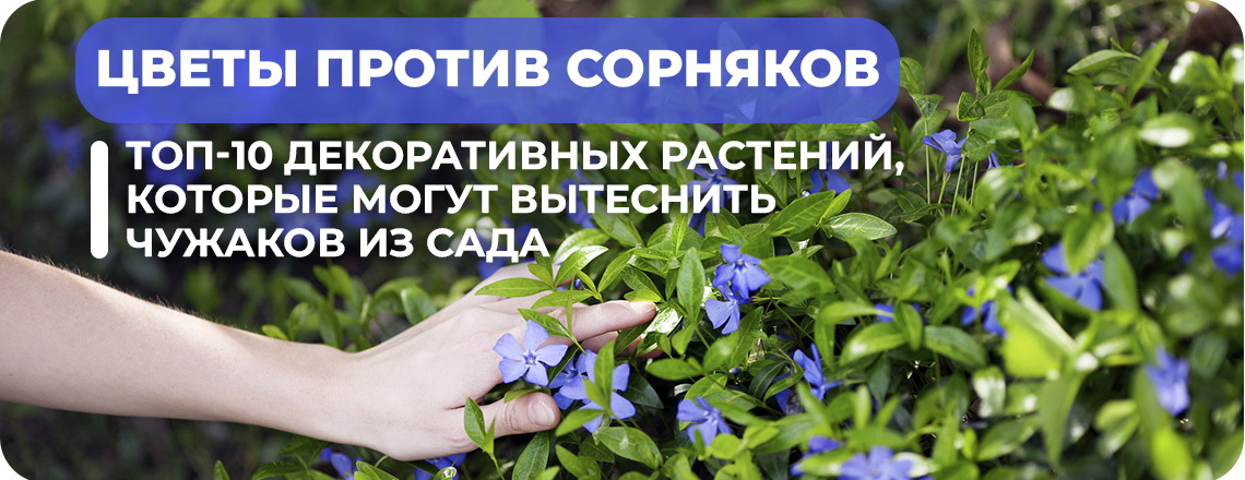 Газоны и лужайки: что посадить, чтобы избавиться от сорняков