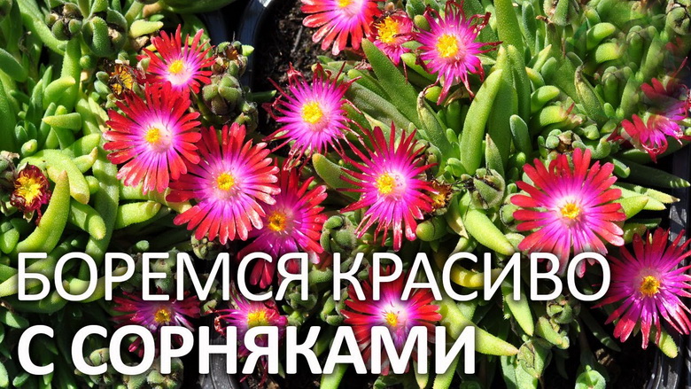 Растения, которые могут противостоять сорнякам