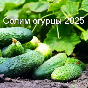 Соление, квашение и консервирование огурцов по Лунному календарю 2025 года