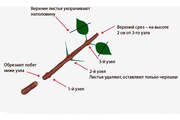 Подготовка к черенкованию: что нужно знать