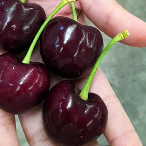 Уход за вишневым деревом Santina Cherry Tree Care